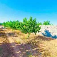 زمین-باغ-شاهنامه-خودرو-چینی-رنگدار-وارداتی-تصادفی