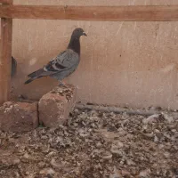 کفتر گرفتنی پلاکی،آلمانی،پرشی