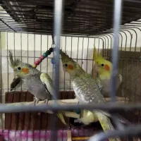 سه عدد جوجه عروس هلندی گل باقالی