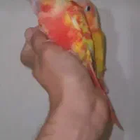 گرینچیک ردچیک طوطی گرین چیک رد چیک پاید فالو|پرنده|بجنورد, |دیوار