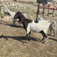 گوسفند