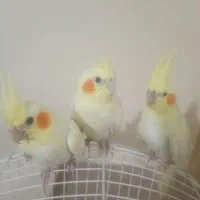 ۵عدد عروس هلندی مولد + جوجه|پرنده|قدس, شهرقدس|دیوار