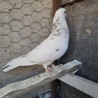 کفتر نر خال پیس|پرنده|شاهین‌شهر, شهرک ردانی پور|دیوار