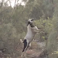 فروش نریگ مخصوص گله