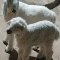 جفت بره نر و ماده چرایی