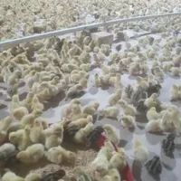 جوجه بلدرچین گوشتی و تخمگذار|پرنده|اصفهان, ارزنان|دیوار