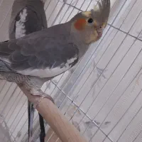 عروس هلندی|پرنده|قدس, شهر‌قدس|دیوار