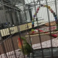 طوطی