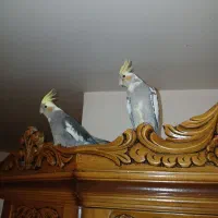 ی جفت عروس هلندی سخنگو