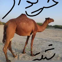 انواع شتر نقد