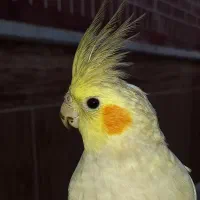 عروس هلندی گمشده در دروازه ری