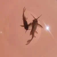 ماهی کت خرگوشی