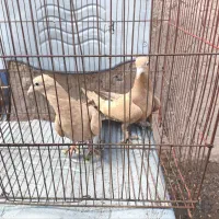 گم شده کفتر فروشی