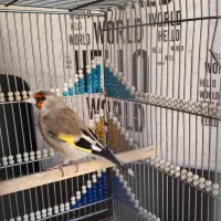 سهره دورگ مست مست و ماده سهره دورگ آماده راه به را