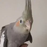لانه حیوانات
