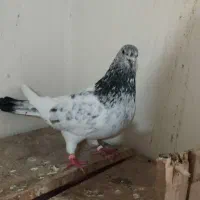 یک عدد کله دم سبز.گرفتنی