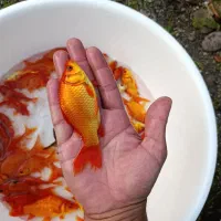 ماهی قرمز ۴ تا۵ بند|ماهی|سنگر, |دیوار