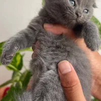 ببچه گربه اسکاتیش