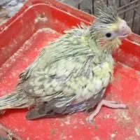 جوجه عروس هلندی|پرنده|بندرعباس, |دیوار