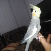 مولد با جوجه   تخم  ب بیشترین پیشنهاد فروخته میشه|پرنده|سنگر, |دیوار