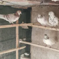 کبوتر پرشی