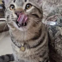 واگذاری گربه