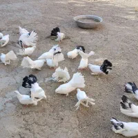 کبوتر دم چتری گردن لرزون اصل