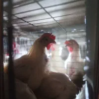 کارگر مرغداری تخمگذار