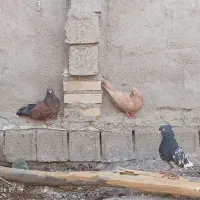 چهارتاکبوتررنگی