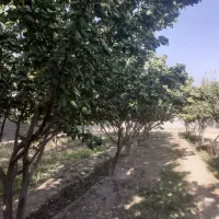 فروش باغ چهار دیواری