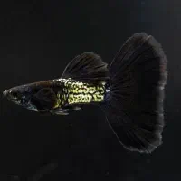 گوپی زبرا لجنخوار انجل کالر فایتر میگو تترا کفخوار|ماهی|تبریز, |دیوار