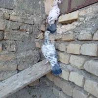 بزک سیاه پلاکی|پرنده|حمیدیا, |دیوار