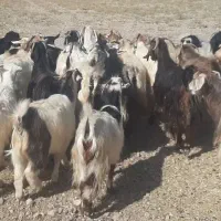 بز جوان آبستن ۲۰ راس|حیوانات مزرعه|اهر, |دیوار