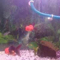 گلدفیش تری کالر