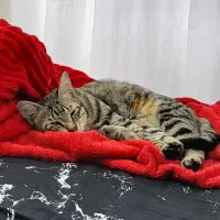 گربه ملوس وبغلی واگذاری رایگان|گربه|لاهیجان, کوی استادان|دیوار