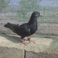 پلاکی و طوق|پرنده|شیراز, رحمت‌آباد|دیوار