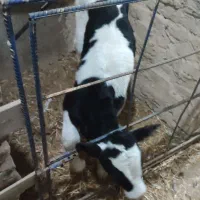 گوساله نر شیری