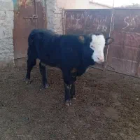 گاو گوساله نر سیمینتال