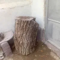 فروش تنه درخت گردو|گل و گیاه طبیعی|لواسان, |دیوار