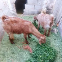 یک عدد بز وگیسه فروشی یا معاوضه با بره نر