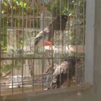 مرغ مینا|پرنده|اصفهان, رهنان|دیوار