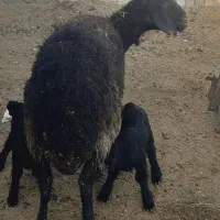 میش دو قلو زاییده