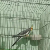 عروس هلندی نر بالغ|پرنده|کازرون, |دیوار