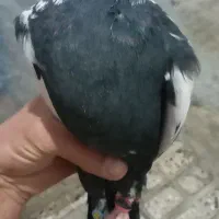 چهارعددکبوتر|پرنده|کامیاران, |دیوار