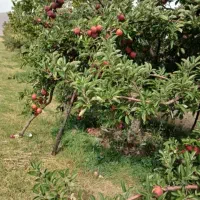 فروش سیب درختی قرمزو سفید