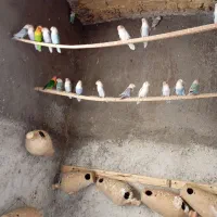 کوتوله بالغ|پرنده|زبرخان, |دیوار