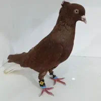 نر سرخ دم سفید|پرنده|اهواز, گلستان|دیوار