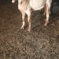 بزبزغاله|حیوانات مزرعه|تربتحیدریه, پائین ولایت|دیوار