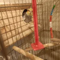 عروس هلندی جفت با تخم