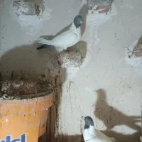 کبوتر دورح گوباش|پرنده|اردبیل, |دیوار